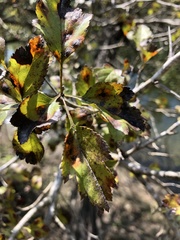 Crataegus viridis