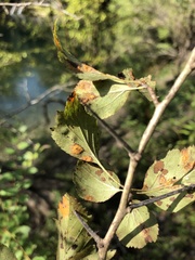Crataegus viridis