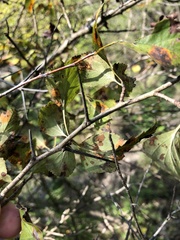 Crataegus viridis