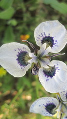 Moraea aristata