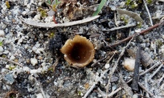 Peziza austrogeaster