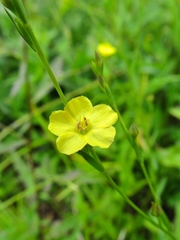 Linum virginianum