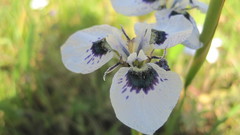 Moraea aristata