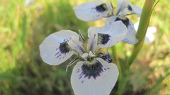 Moraea aristata