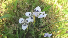 Moraea aristata