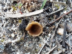 Peziza austrogeaster
