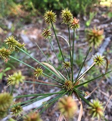 Cyperus nashii