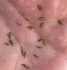 Cyperus nashii