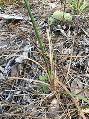 Cyperus nashii