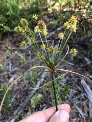 Cyperus nashii