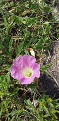 Ipomoea hartwegii