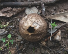 Lycoperdon scabrum