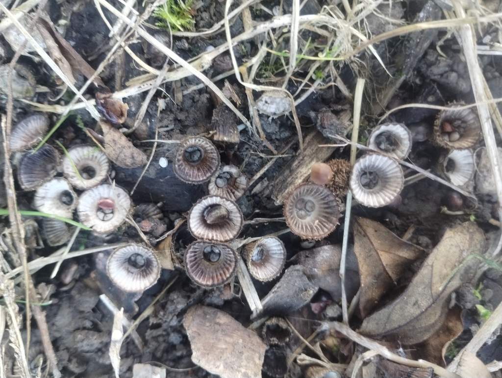 Cyathus striatus · May 2025 · photo: © notdoriangray (iNaturalist, cc-by)