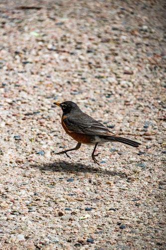American Robin photographed in Nebraska