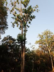 Anthocleista grandiflora