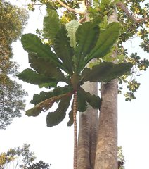 Anthocleista grandiflora