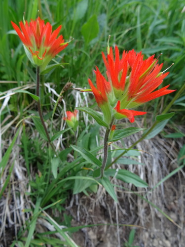 Suksdorf's Indian paintbrush (Castilleja suksdorfii)
