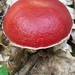 Exsudoporus - Photo (c) Tom Norton, some rights reserved (CC BY), uploaded by Tom Norton