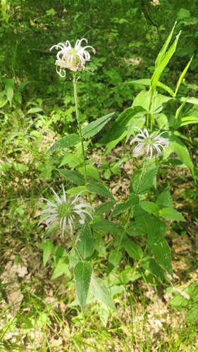 Monarda bradburiana
