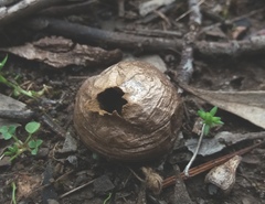 Lycoperdon scabrum