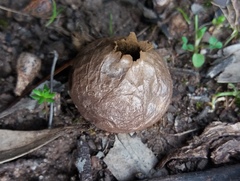 Lycoperdon scabrum