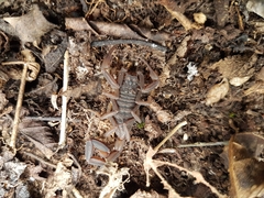 Hadruroides maculatus