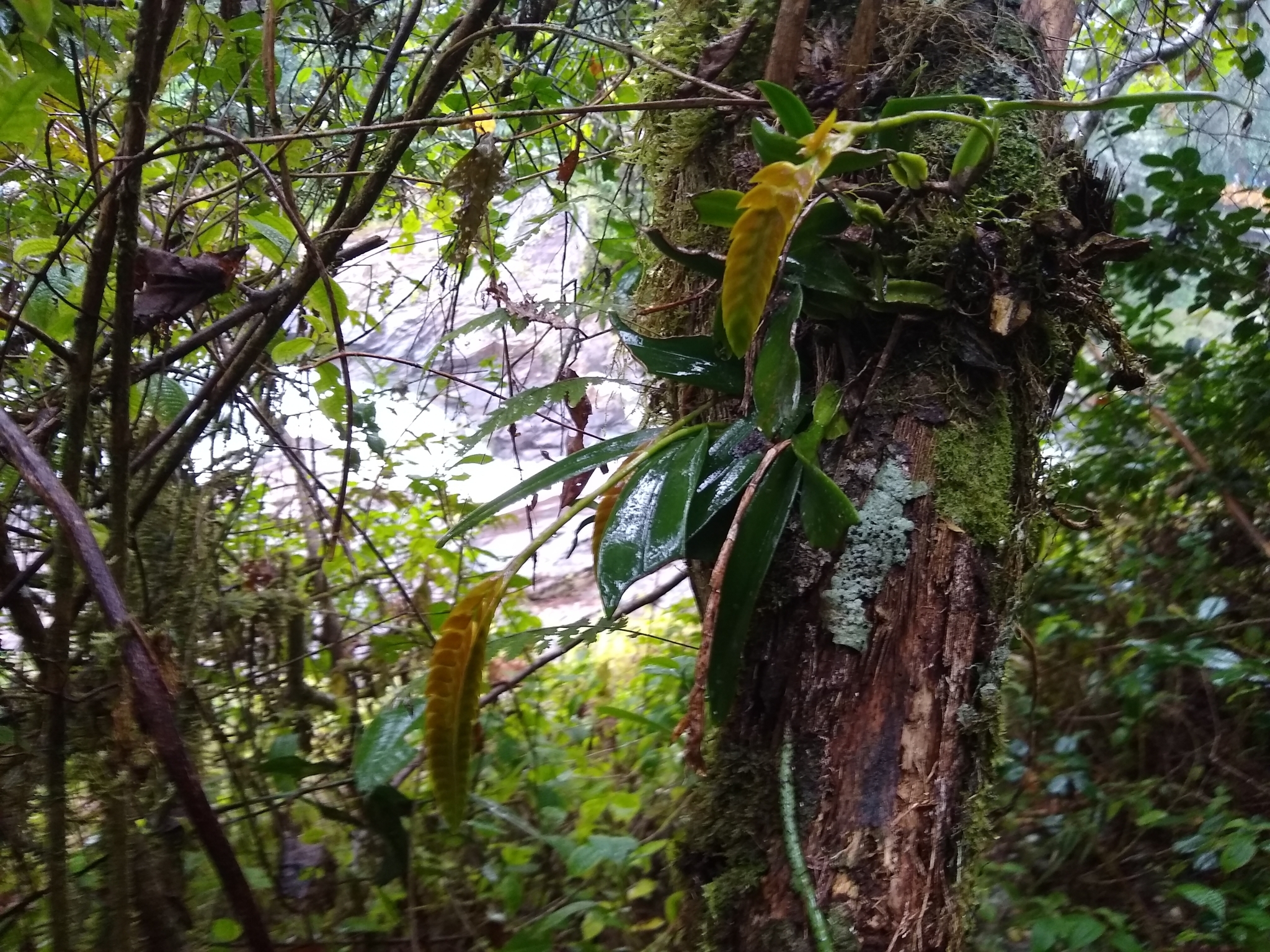 Imagem de Bulbophyllum oculto