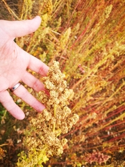 Chenopodium quinoa