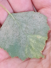 Phyllactinia betulae