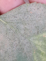 Phyllactinia betulae