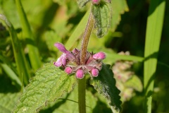Stachys rigida quercetorum