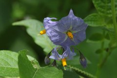 Solanum demissum