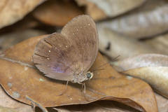 Faunis canens arcesilas