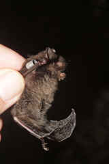 Myotis frater