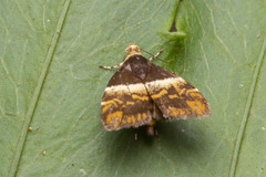 Choreutis argoxantha