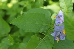Solanum demissum
