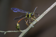 Eustenogaster micans