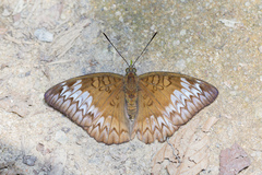 Euthalia monina monina