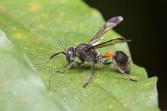 Ropalidia sumatrae
