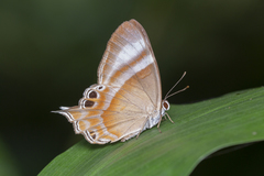 Abisara savitri