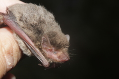 Pipistrellus abramus