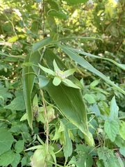 Codonopsis lanceolata