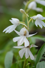 Habenaria suaveolens