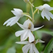 Habenaria suaveolens - Photo (c) S.MORE, some rights reserved (CC BY-NC), uploaded by S.MORE