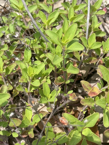 Trichostema nesophilum, photograph 5