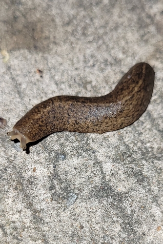 Semperula wallacei (Semperula wallacei)