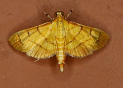 Orphanostigma haemorrhoidalis