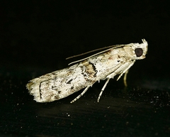 Zamagiria australella