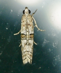 Zamagiria australella