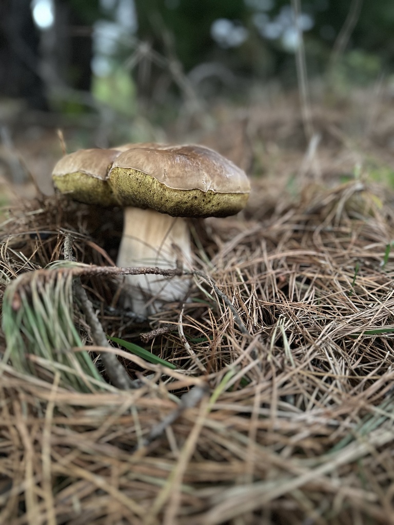 Boletus edulis · May 2025 · photo: © marmalade101 (iNaturalist, cc0)